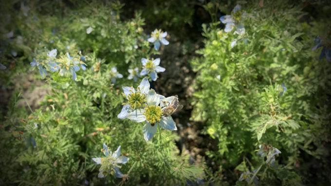  Research And Food Security:   The Nigella Sativa Option  